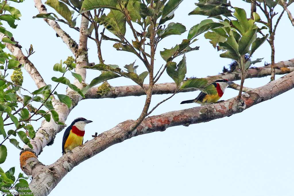 Scarlet-banded Barbetadult, habitat, pigmentation