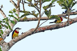 Scarlet-banded Barbet