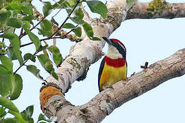 Scarlet-banded Barbet