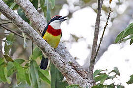 Scarlet-banded Barbet