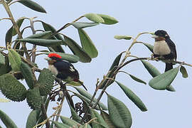 Black-girdled Barbet