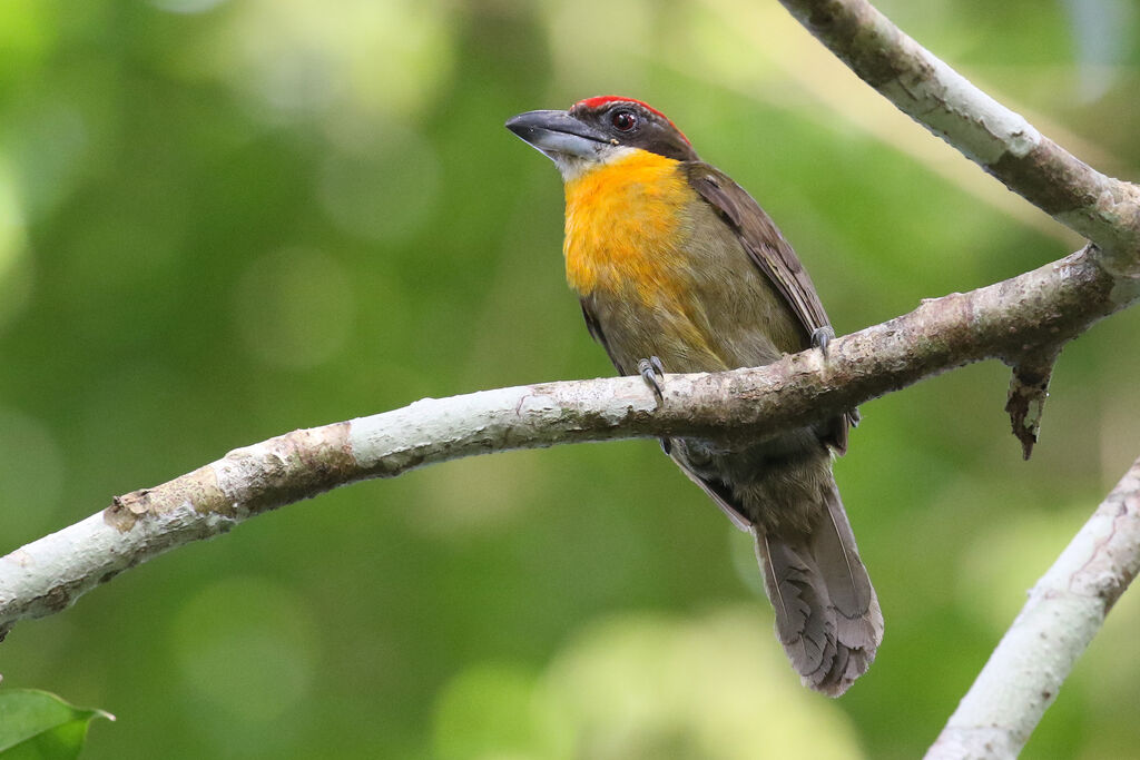 Scarlet-crowned Barbet male adult