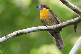 Scarlet-crowned Barbet