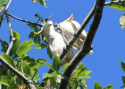 Citron-crested Cockatoo