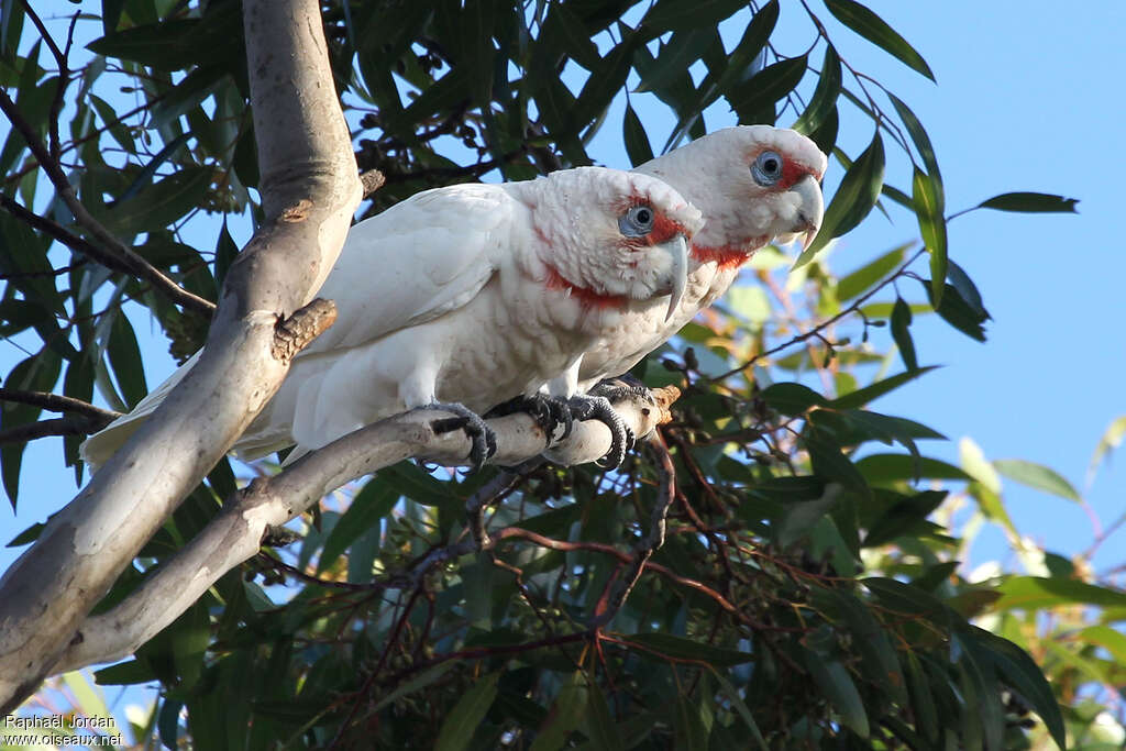 Long-billed Corellaadult, Reproduction-nesting