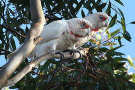 Long-billed Corella