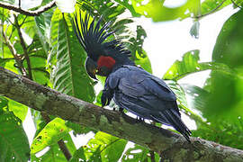 Palm Cockatoo