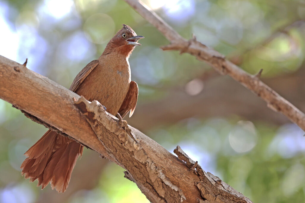 Cacholote brunadulte