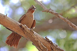 Brown Cacholote