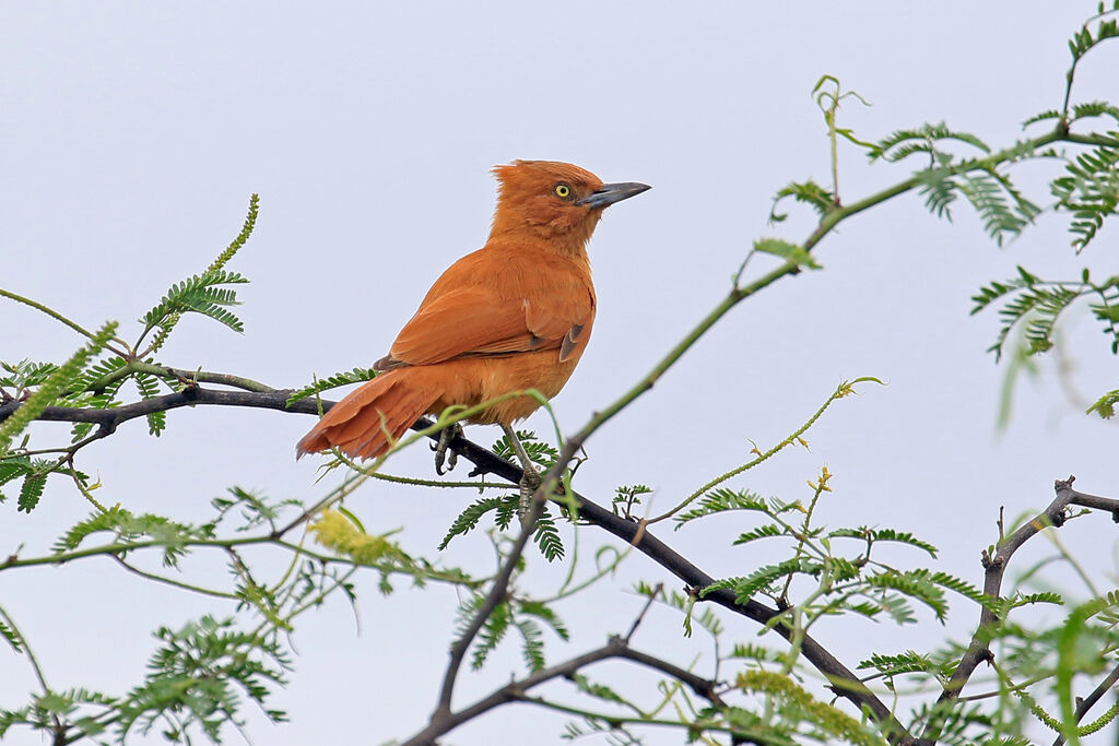 Caatinga Cacholoteadult