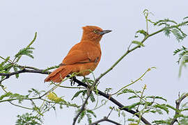 Caatinga Cacholote