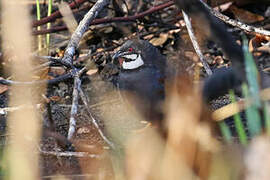 Blue Quail