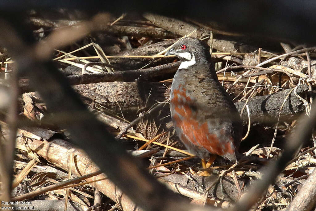 Blue Quail male adult, identification