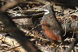 Blue Quail