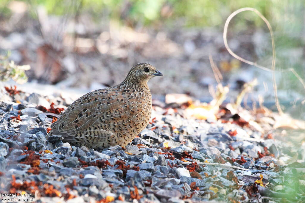 Brown Quailadult