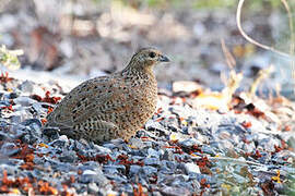 Brown Quail