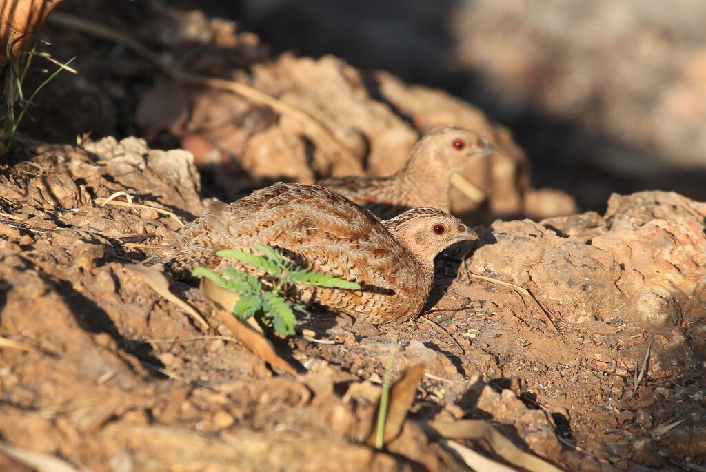 Brown Quail