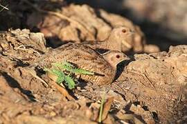 Brown Quail