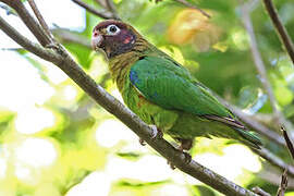 Brown-hooded Parrot