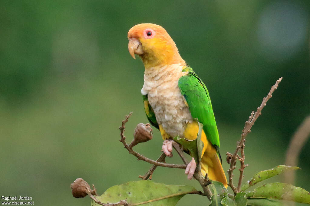 White-bellied Parrotadult, identification