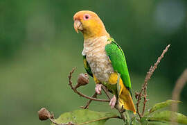 White-bellied Parrot