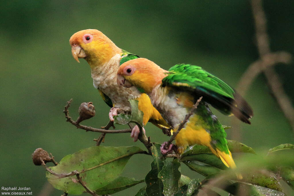 White-bellied Parrotadult, pigmentation