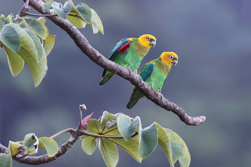 Caïque de Bonaparte