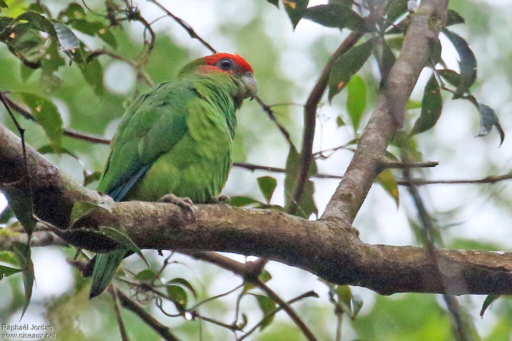 Pileated Parrot male adult