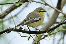 Greater Wagtail-Tyrant