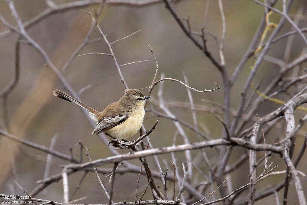 Bahia Wagtail-Tyrantadult, identification