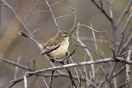 Bahia Wagtail-Tyrant