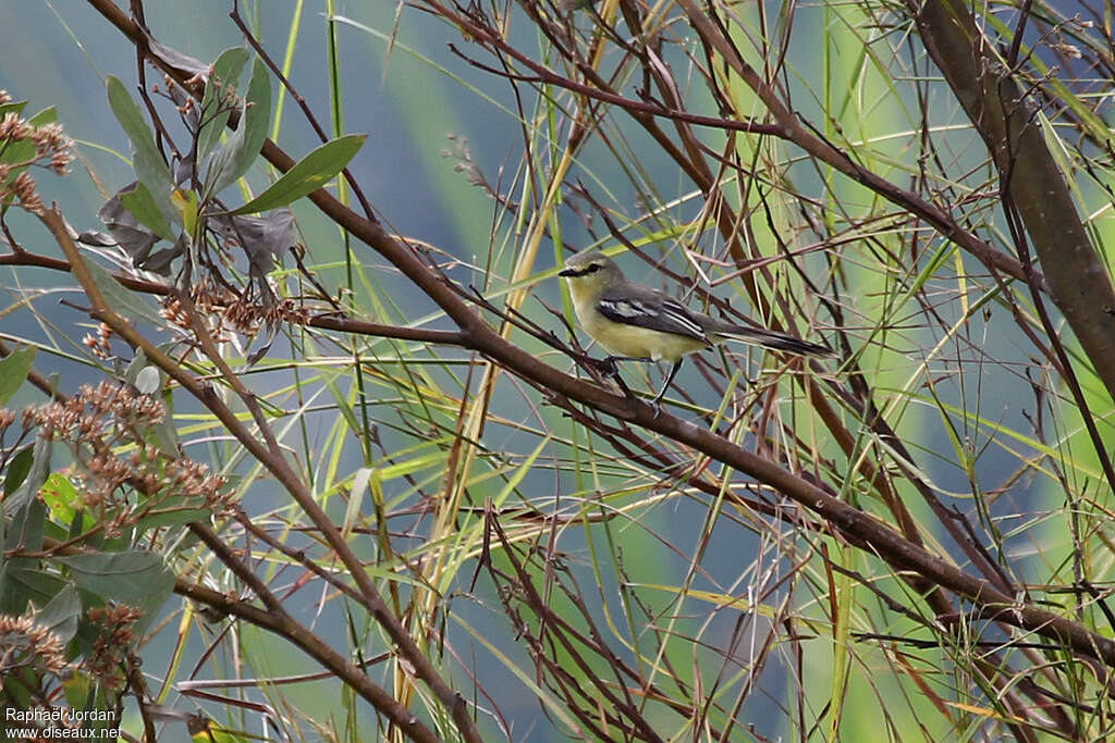 Lesser Wagtail-Tyrantadult, identification