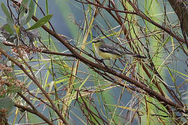 Lesser Wagtail-Tyrant