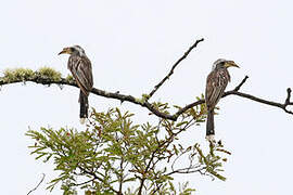 Pale-billed Hornbill