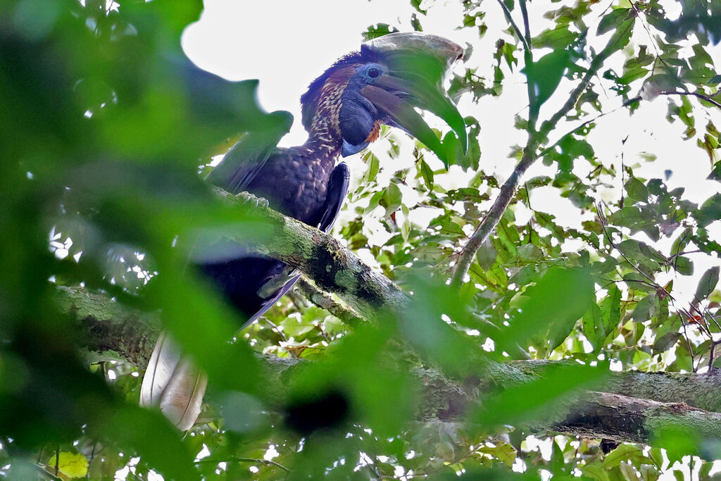 Yellow-casqued Hornbill male adult