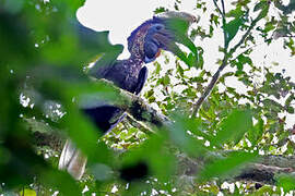 Yellow-casqued Hornbill