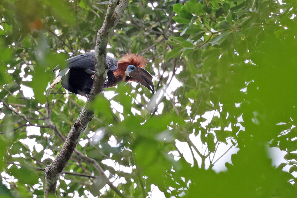 Black-casqued Hornbill female adult