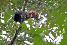 Black-casqued Hornbill