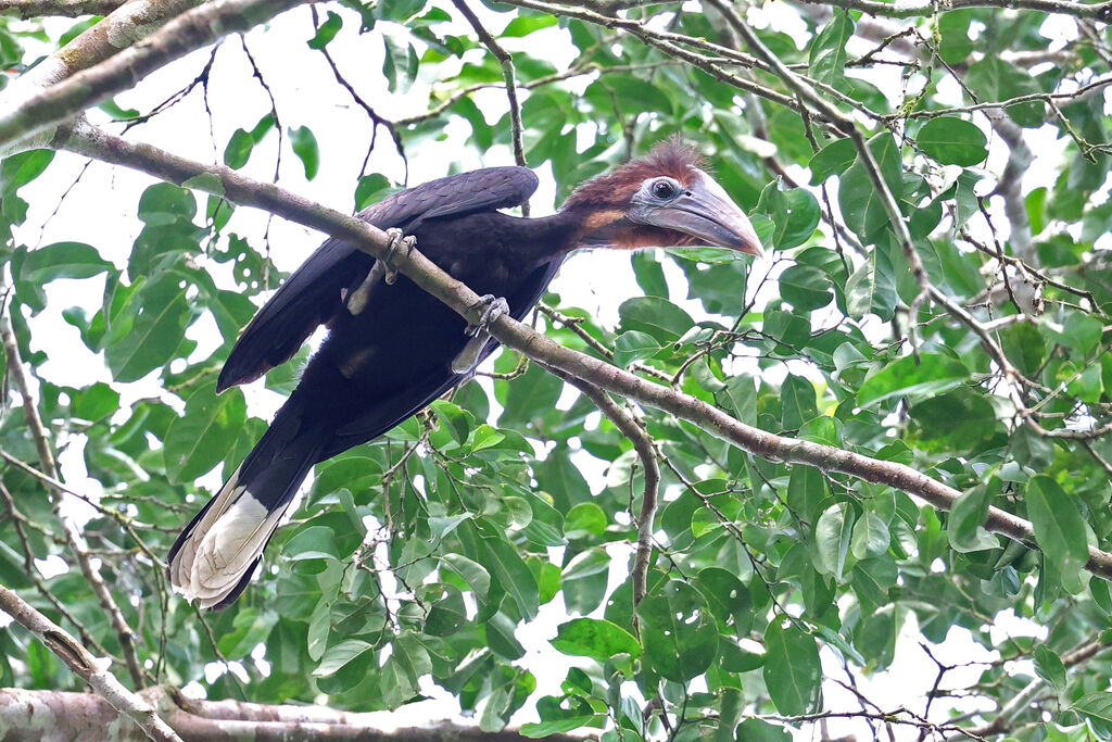 Black-casqued Hornbillimmature