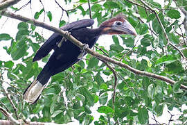 Black-casqued Hornbill