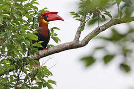 Rufous Hornbill