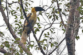 Rufous Hornbill