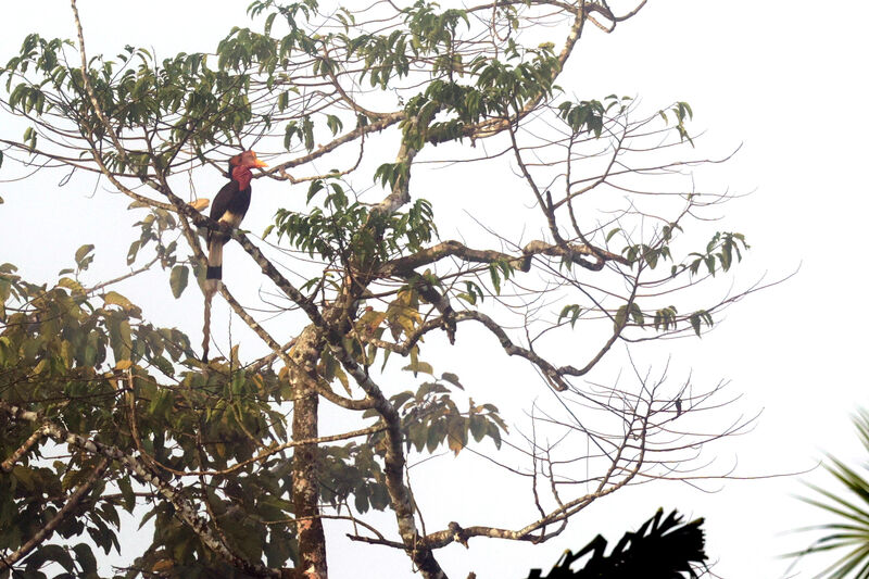 Helmeted Hornbill male adult