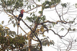 Helmeted Hornbill