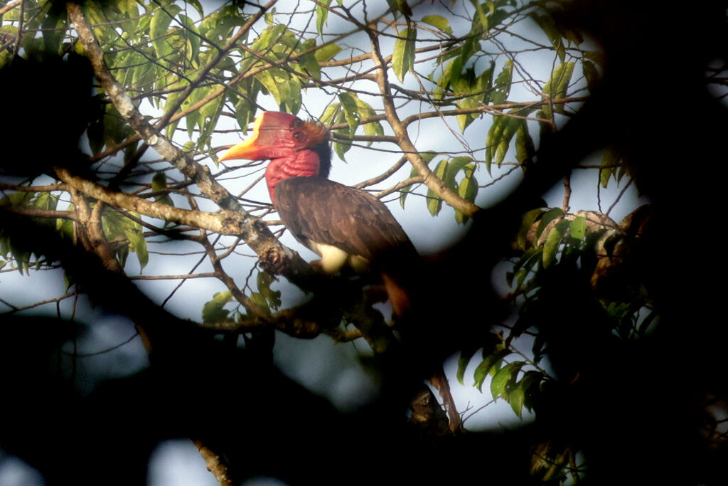 Helmeted Hornbill male adult