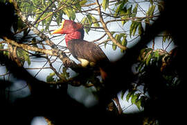 Helmeted Hornbill