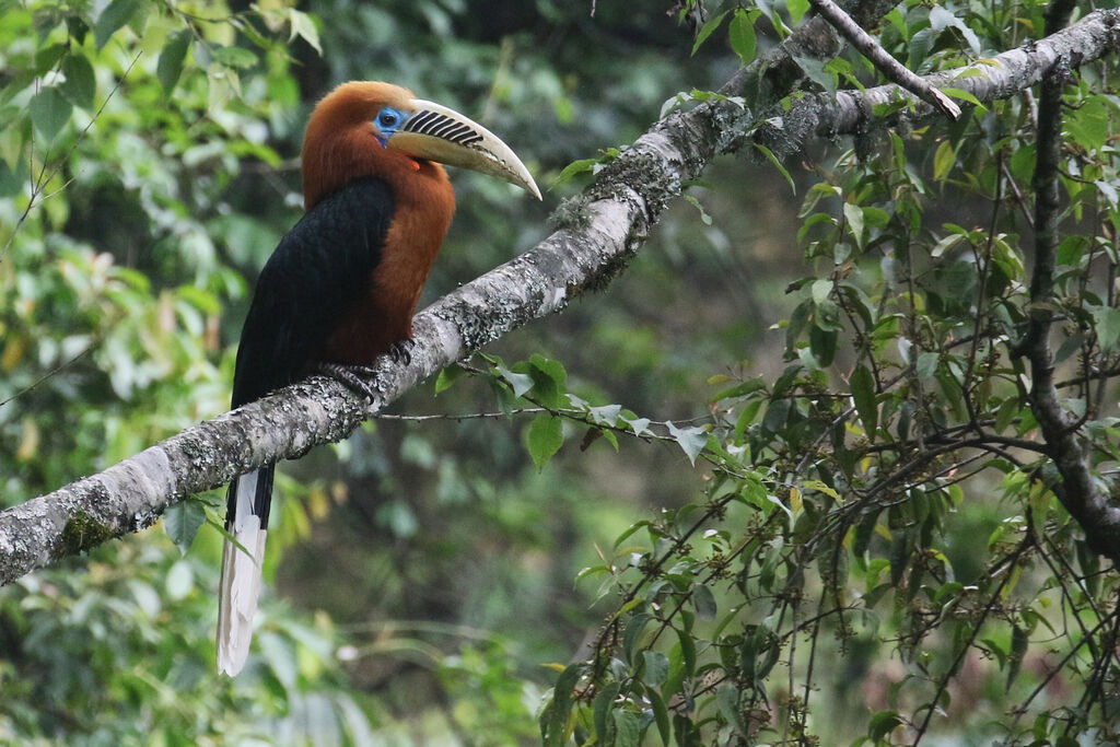 Rufous-necked Hornbill male adult