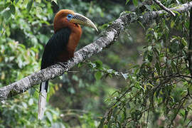 Rufous-necked Hornbill