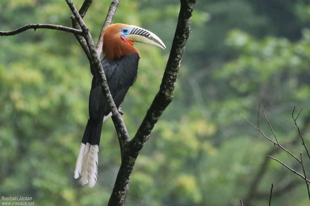 Rufous-necked Hornbill male adult, identification