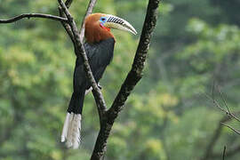 Rufous-necked Hornbill